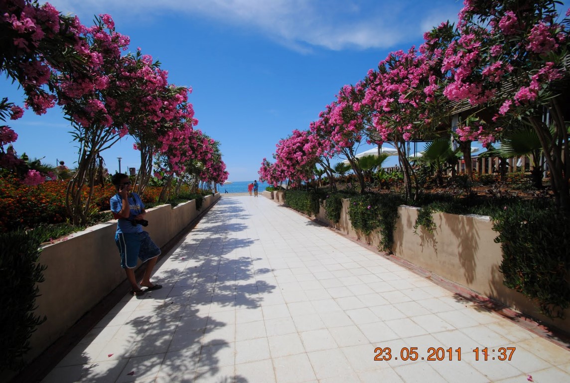 imagini hotel AMELIA BEACH RESORT SIDE